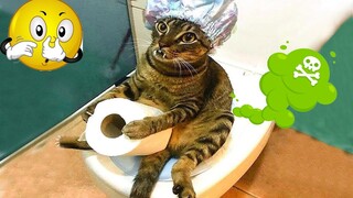 TRY NOT TO LAUGH 🐶😺🐟🐴🐐🙉🦃 Awesome Funny Pet Animals Videos 😇 Funny Pets Moments