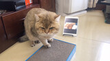 Binatang|Kucing Melihat Video Diri Sendiri