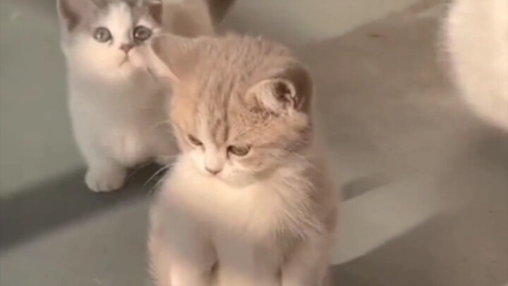 Semua kucing mabuk, hanya aku yang tetap sadar! Lucu banget..