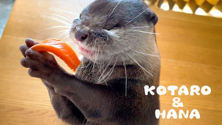 [Otter] Mukbang live! Showing off fancy seafood-eating skills! [Kotaro and Hana]