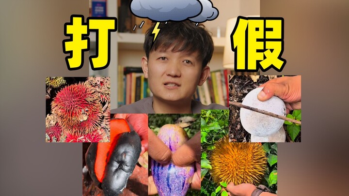 [Petualang Buah Hunter x Hunter] Video “Amazon” yang Dibuat-buat dan Ditujukan untuk Menyamar!