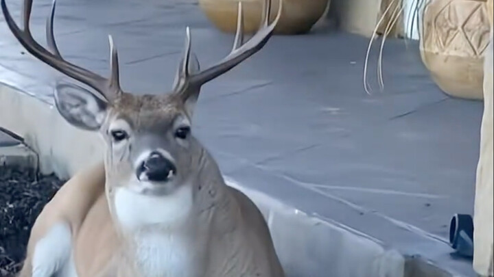 Seorang pria paruh baya dari luar negeri menyelamatkan seekor rusa jantan yang terjebak, namun tak d
