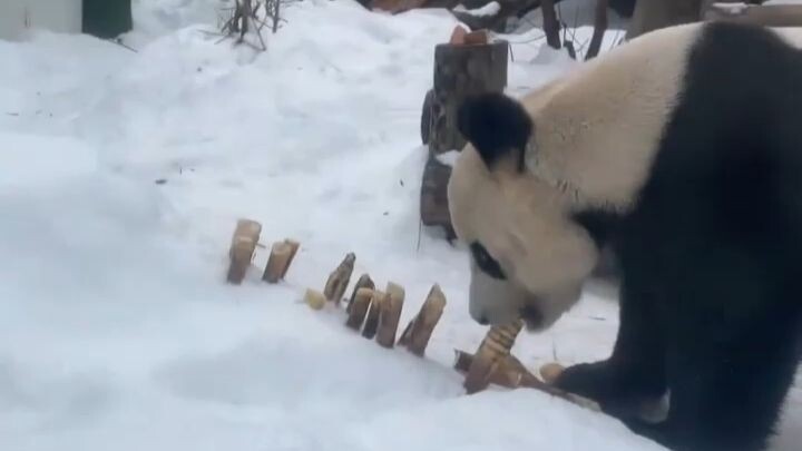 I like the Russian way of raising them—they really treat them like bears!