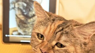 这只猫是谁啊这么夹，肯定不是我