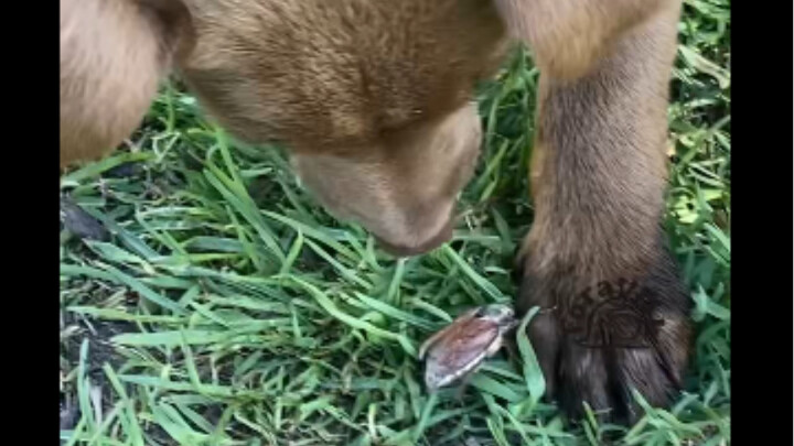 Tiny Helper for Extracting Pests’ Fat