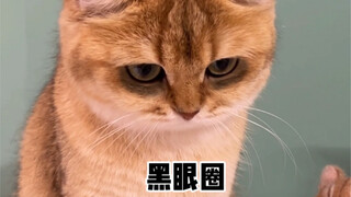 猫竟然也有黑眼圈？？？？