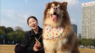 今天遛120斤阿拉斯加，远看像座山...