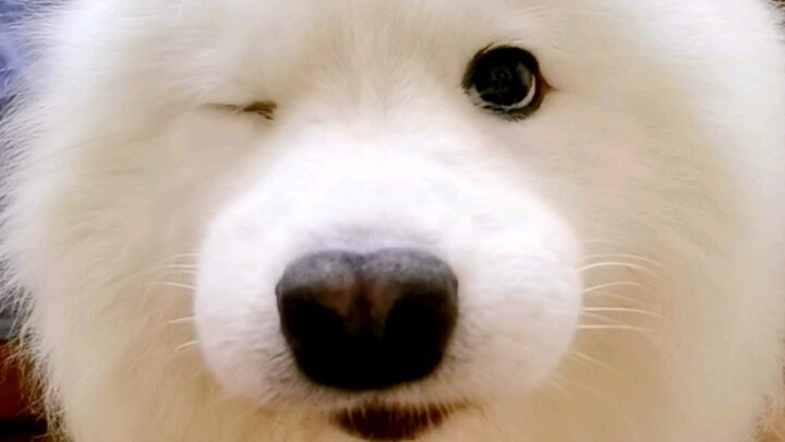มาสู้กับฉันเหรอ? ยังอ่อนหัดอยู่เลย!