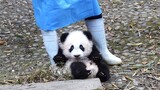 大熊猫福多多一扭一扭小跑回家