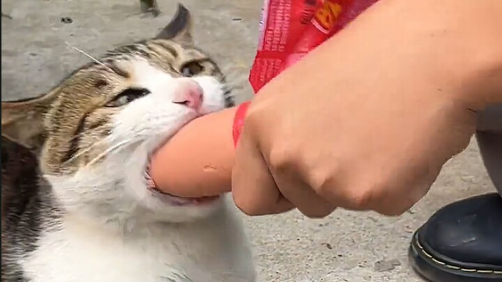 น้องแมว: กินไม่หมด! ไม่มีทางกินหมดหรอก!