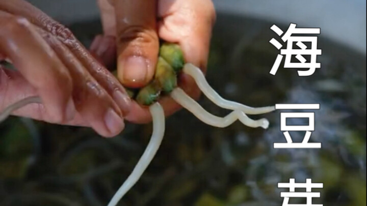 Món ngon sống ở bãi bùn vùng biển nông: Đậu nành biển, tên đầy đủ là Trùng lưỡi mỏ vịt, có hình dáng