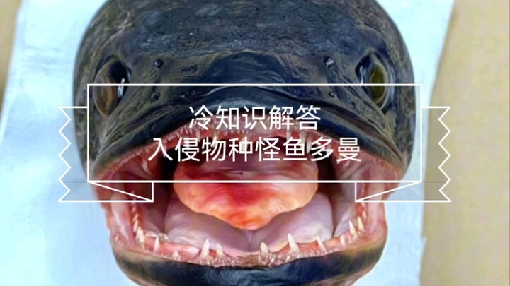 冷知识解答，入侵物种怪鱼多曼鱼。