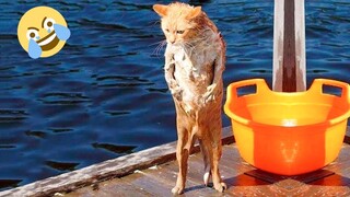 Funniest Animals - Fun with Cats and Dogs 2022 | WA #5