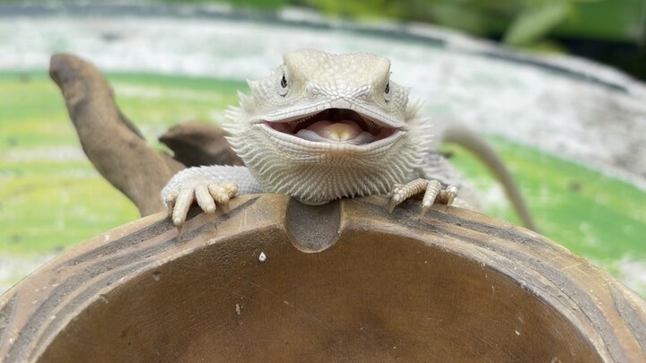 Eating Bearded Dragons