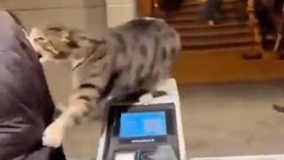 It's the Great Cat and the Bad Cat, we are saved!