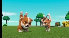 Paw patrol Musim 8 Episode 25 dan 26 Bahasa indonesia