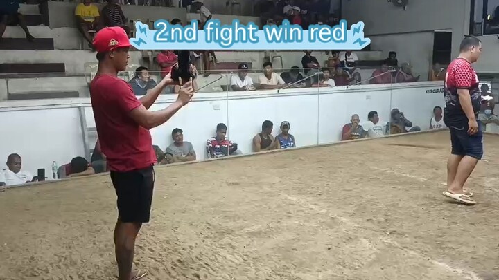 2nd fight Win 3 stag derby @SSAC