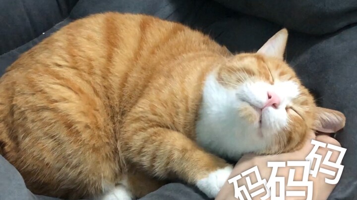 A Mi cọ chân mẹ, bố hôn A Mi, hóa ra A Mi là một kẻ trung gian à!!!!