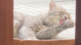 Tutorial Kocheng Mandi 😂