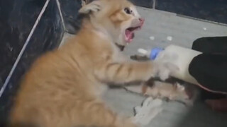 الهريرة: سأقاتل معك حتى الموت، انتظر... أنا على استعداد لأن أكون مرافقك الصغير