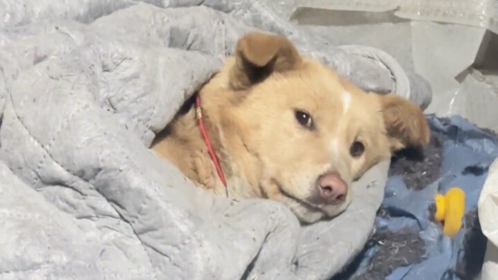 Sao con cún này lại được yêu thích đến thế?