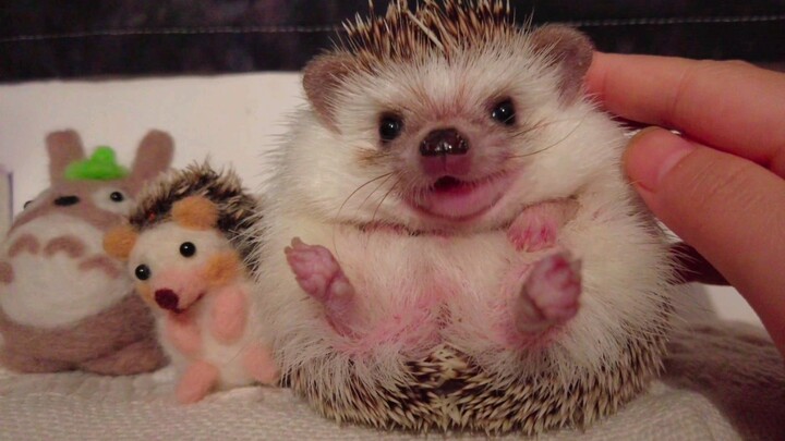 Here comes the super cute and heartwarming hedgehog mukbang!
