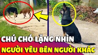 Khoảnh khắc chú chó 'CHẾT LẶNG' khi chứng kiến 'NGƯỜI YÊU' tay trong tay bên người khác 😥 Gâu Đần