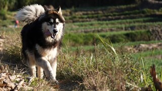 Câu chuyện của tôi với nhà vua