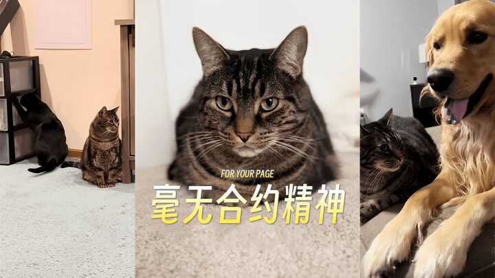 The pet owner violates the contract; the pet owner is bad, but the cat is good.