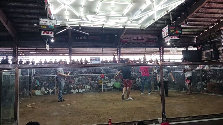 Mitra 56 white 4x winner