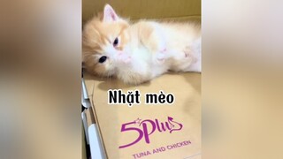 Hazzzz. Khách làm sao í mèo cat