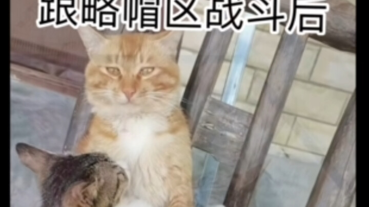 عواقب القتال مع منطقة ليوماو