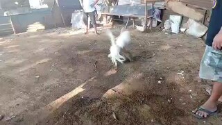 panalo