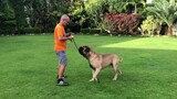 Basic conformation training for the bullmastiff/ dogshow training for the big dogs
