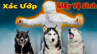 Thú Cưng TV | Ngáo Ngu Ngốc Và Đầu Gấu #15 | chó thông minh vui nhộn | Pets funny cute smart dog
