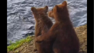 幼崽们最温暖的拥抱