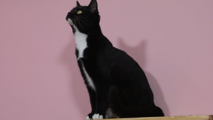 An uninvited guest showed up in the room, and the little black cat was so flustered it even forgot h