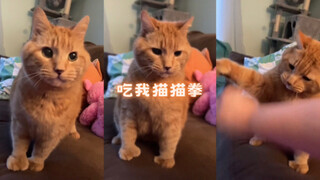 اضرب بلكمة قطتي!