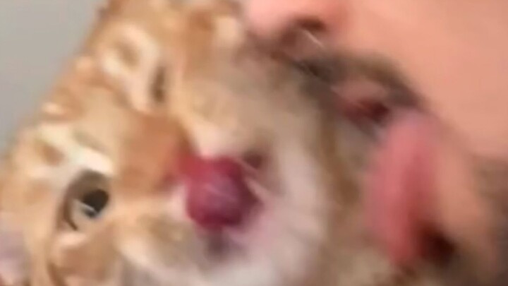 “القط: كم المعتوهين هذا العام! يا إلهي!”