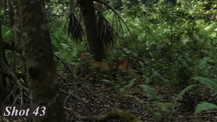 CAN THE DEER ESCAPE? 🐯 vs 🦌 | Primal Canopy