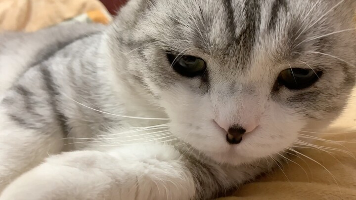 แหย่นิ้วเข้าปากแมวตอนมันกำลังหาว ฮ่า ๆ ๆ ๆ