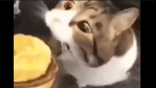 Cat, you can have a cheeseburger