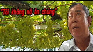 Ông Trương Văn Ở - Chủ vườn nho trĩu quả, xanh tươi hơn 11 năm ở quận 9 chia sẻ cơ duyên trồng nho