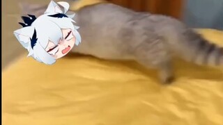 Mei: mèo con~