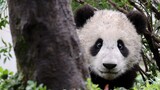 【Panda Wang Jia】Wang Jia Rescued after Falling from the Tree