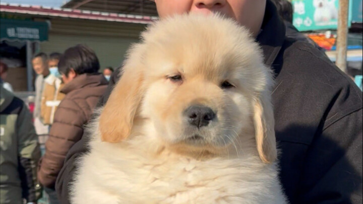 Helping a fan’s mom pick out a Golden Retriever as a gift for her child!