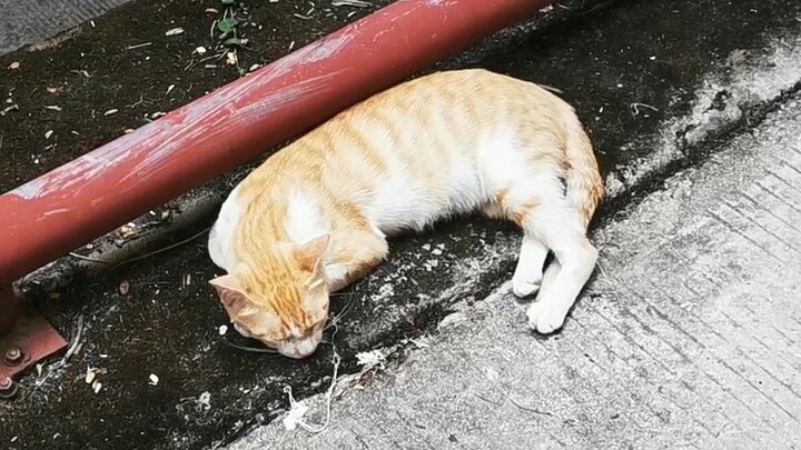 Kucing liar yang tidur di pinggir jalan itu tak berdaya dan membuat orang-orang membuka jari. Lucu s