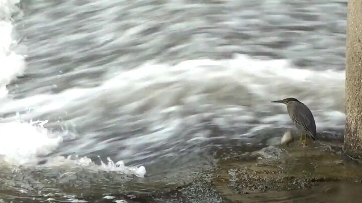 ตามหาอาหาร