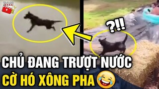 Tin 3 Phút Hài | Tổng hợp tình huống 'HÀI ĐỘNG VẬT' không cười không lấy tiền P26