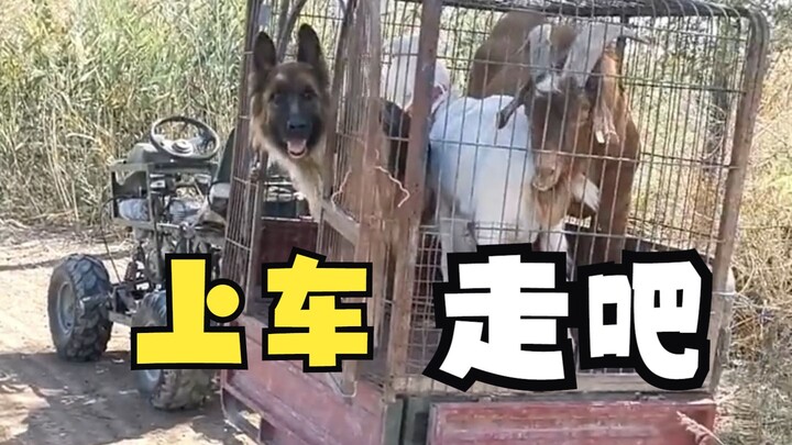 Pintar! Seorang pria melatih anjing dan dombanya untuk naik ke dalam mobil sesuai perintah; netizen 